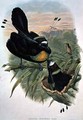 Arfak Six wired Bird of Paradise - William M. Hart