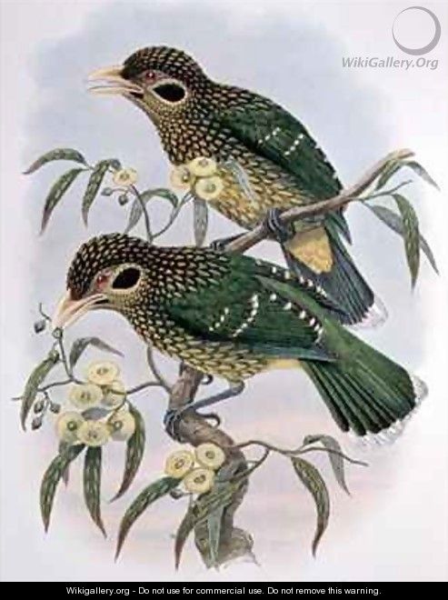 Spotted or Blackeared Ailuroedus Melanotis Bird of Paradise - William M. Hart