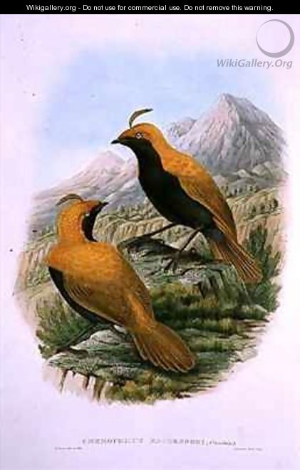 Cnemophilus Macgregorii Sickle Crested Bird of Paradise - William M. Hart