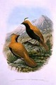 Cnemophilus Macgregorii Sickle Crested Bird of Paradise - William M. Hart
