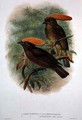 Amblyornis Flavifrons - William M. Hart
