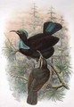 Ptiloris Victoriae Victoria Rifle Bird of Paradise - William M. Hart