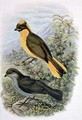 Prinodura Newtoniana Golden Bowerbird - William M. Hart