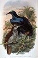 Ptiloris Magnificus Rifle Bird of Paradise - William M. Hart