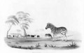 Equus burchelli or Burchells Zebra - William Cornwallis Harris