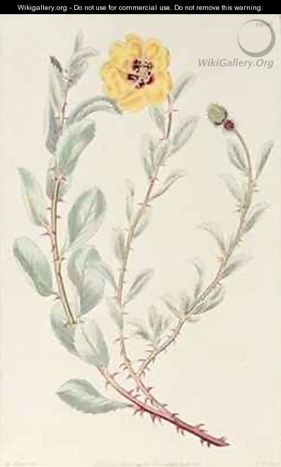 Rose Persian from the Botanical Register - M. Hart