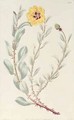 Rose Persian from the Botanical Register - M. Hart