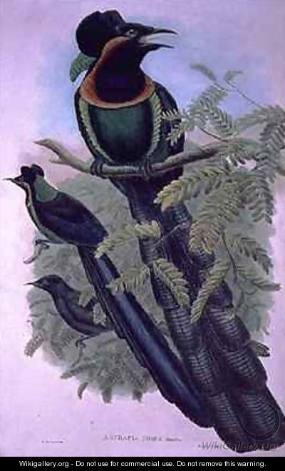 Arfak Astrapia Astrapia Nigra Bird of Paradise - William M. Hart