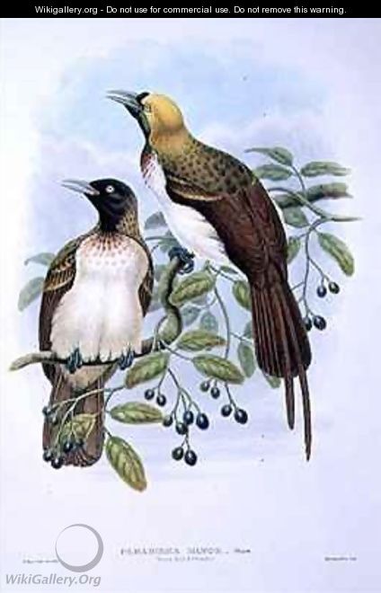 Paradisaea Quilielmi Lesser Bird of Paradise - William M. Hart