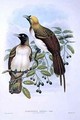 Paradisaea Quilielmi Lesser Bird of Paradise - William M. Hart