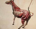 Flayed horse from Cours dHippiatrique ou Traite Complet de la Medecine des Chevaux - (after) Harguinier