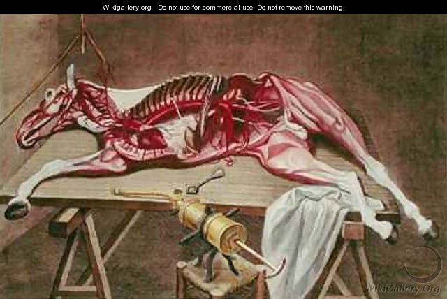 Dissection of a horse from Cours dHippiatrique ou Traite Complet de la Medecine des Chevaux - (after) Harguinier