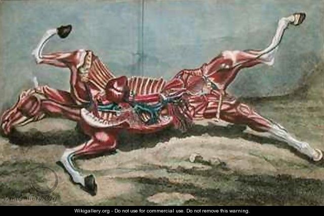 Anatomy of a horse from Cours dHippiatrique ou Traite Complet de la Medecine des Chevaux - (after) Harguinier