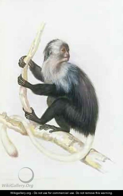 Colobus from The Knowsley Menagerie - Benjamin Waterhouse Hawkins