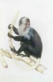 Colobus from The Knowsley Menagerie - Benjamin Waterhouse Hawkins