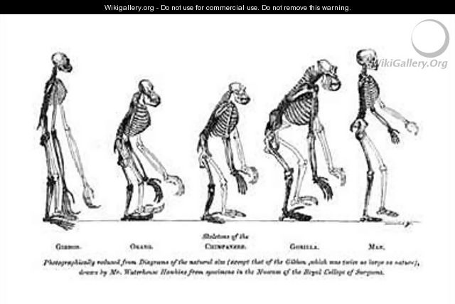 Skeletons of the Gibbon Orang utan Chimpanzee Gorilla and Man - Benjamin Waterhouse Hawkins