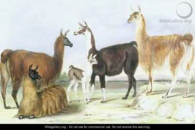 A Group of Llamas from The Knowsley Menagerie - Benjamin Waterhouse Hawkins