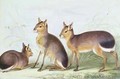 Patagonian cavy from The Knowsley Menagerie - Benjamin Waterhouse Hawkins