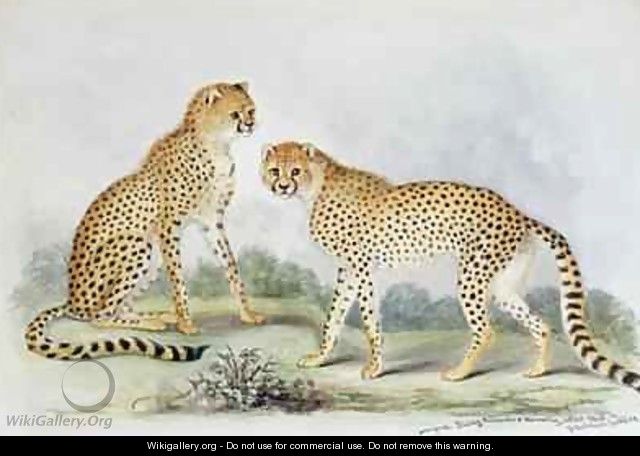 A Pair of Cheetahs from The Knowsley Menagerie - Benjamin Waterhouse Hawkins