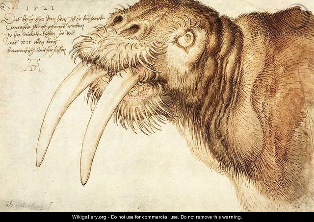 Walrus - Albrecht Durer Walrus - Albrecht Durer
