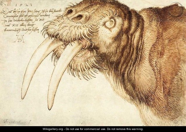 Walrus - Albrecht Durer