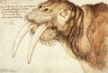 Walrus - Albrecht Durer