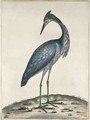 A Heron - William Hayes