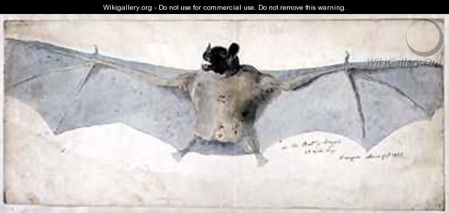 The Bat of Brazils - Augustus Earle