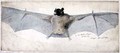 The Bat of Brazils - Augustus Earle