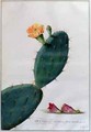 Opuntia major validissimis spinis munita InftRH - Georg Dionysius Ehret