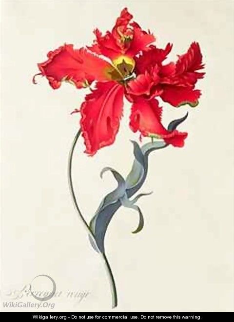 Tulip Perroquet Rouge - Georg Dionysius Ehret