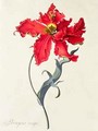 Tulip Perroquet Rouge - Georg Dionysius Ehret