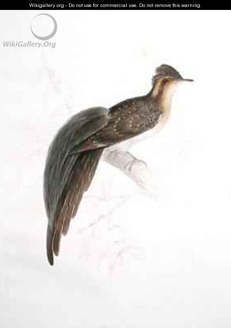 Bird - Georg Dionysius Ehret