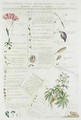 Characters of Flowers from Plantae et Papiliones Rariores - Georg Dionysius Ehret