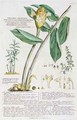 Zingiber latifolium and Amomum - Georg Dionysius Ehret
