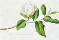 Magnolia 3 - Georg Dionysius Ehret