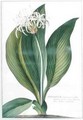 Pancratium Americanum - Georg Dionysius Ehret