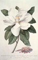 Magnolia 2 - Georg Dionysius Ehret