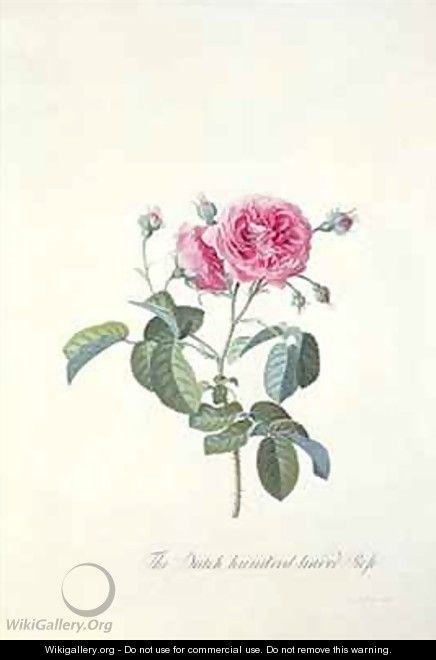 Rose Dutch hundred leaved Rose - Georg Dionysius Ehret