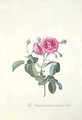 Rose Dutch hundred leaved Rose - Georg Dionysius Ehret