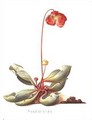 Sarracenia purpurea Pitcher Plant - Georg Dionysius Ehret