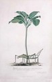 Arum from Drawings of Natural History - Georg Dionysius Ehret