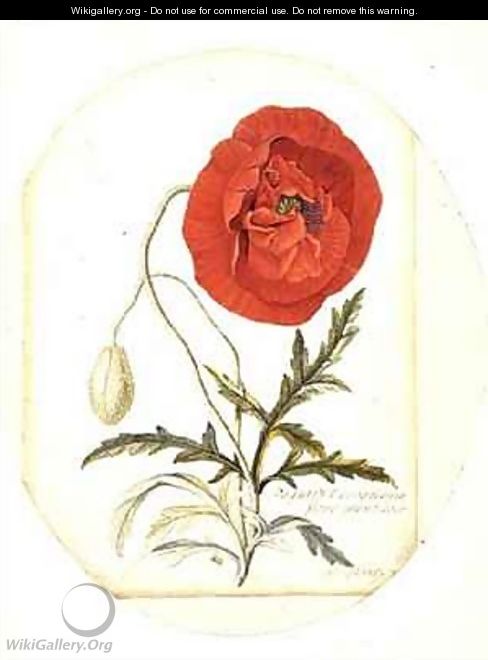 Poppy Papaver erraticum - Georg Dionysius Ehret