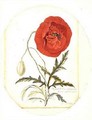 Poppy Papaver erraticum - Georg Dionysius Ehret