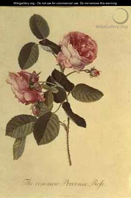 The Common Provence Rose - Georg Dionysius Ehret