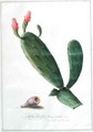 Opuntia folio oblongo - Georg Dionysius Ehret