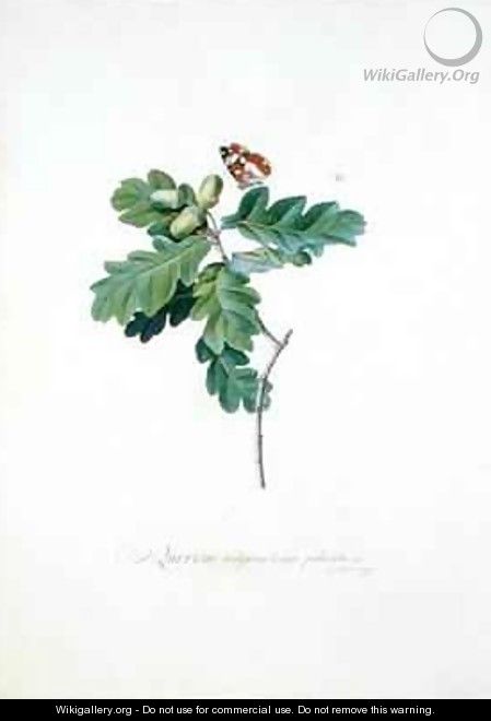 Oak Tree - Georg Dionysius Ehret