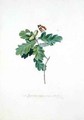 Oak Tree - Georg Dionysius Ehret