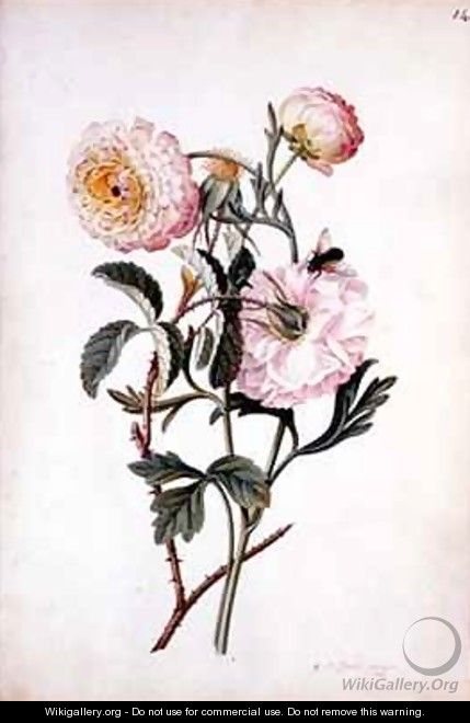 Musk Rose and Anemone - Georg Dionysius Ehret