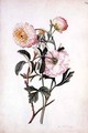 Musk Rose and Anemone - Georg Dionysius Ehret